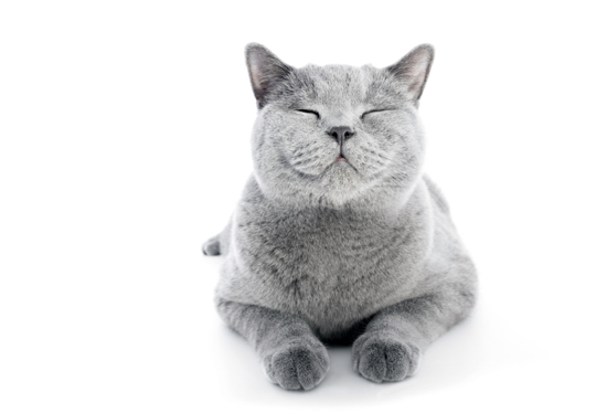 cat sitting house sitter